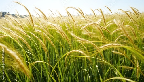 Golden Fields of Tall Grass in the Breeze