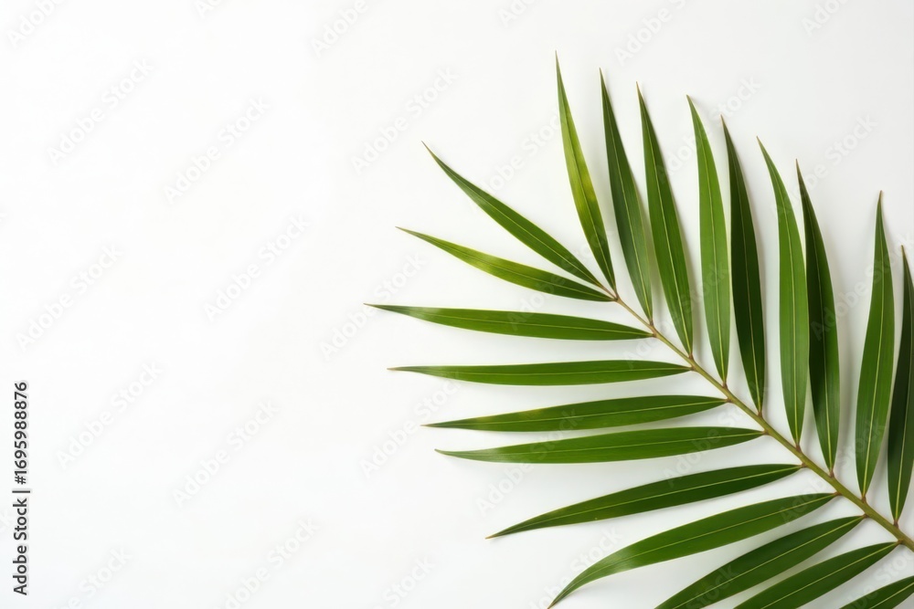 Single dried palm leaf, stark white backdrop, copy space , sustainable, isolated, backdrop Single dried palm leaf, stark white backdrop, copy space , sustainable, isolated, backdrop
