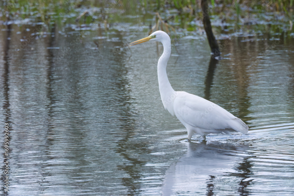 Obraz premium Great egret in shallow water, Great egret in a grey-silver shimmering lake, gentle waves, reeds in the background, large white bird with a yellow beak, sunny autumn day, Ardea alba