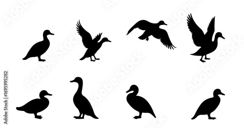 Duck Silhouette Set Outline of Flying, Swimming, and Standing Ducks for Wildlife and Nature Design