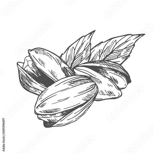 Hand drawn Pistachio Nuts Sketch Illustration