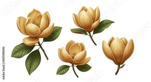 Watercolor Magnolia Flowers on White Background