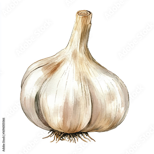 A single bulb of fresh garlic with roots and stem.