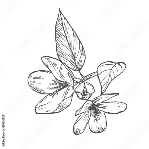 Cherry flower blossom, botanical art. Spring almond, sakura, branch, hand draw doodle line art illustration. black art, isolated on white background. Realistic floral bloom sketch.