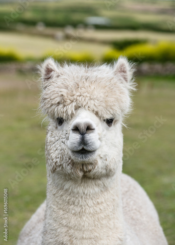 Cute, fluffy white alpaca with a shaggy fringe stands on a grassy field, gazing calmly at the camera with a serene expression. Farm animals concept. (Lama pacos)
