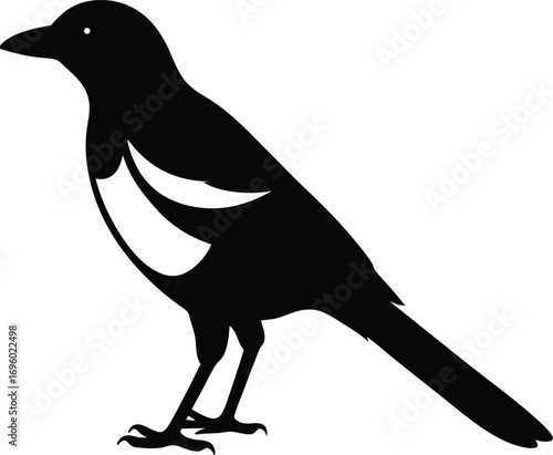 Magpie bird black and white vector on transparent background