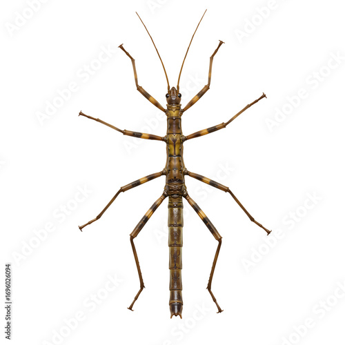 Wallpaper Mural Closeup of a Stick Insect on Black Background isolated on transparent background Torontodigital.ca