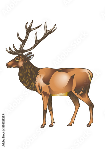 Red deer with large antlers in profile