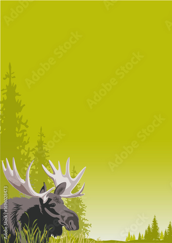 Bull moose with a large antler standing in the forest