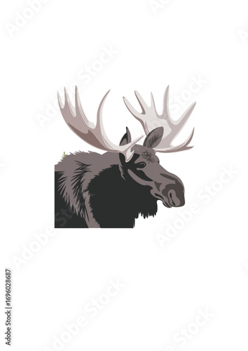 Bull moose with a large antler