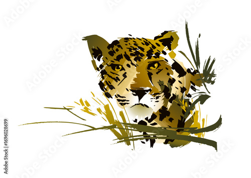 panther - leopard -cheetah -sticking head out of the wilderness