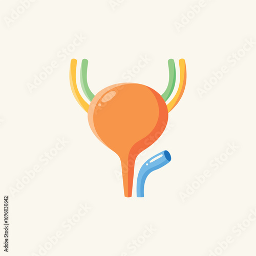 Detailed Human Urinary Bladder Anatomy Illustration with Ureters and Urethra for Medical Education