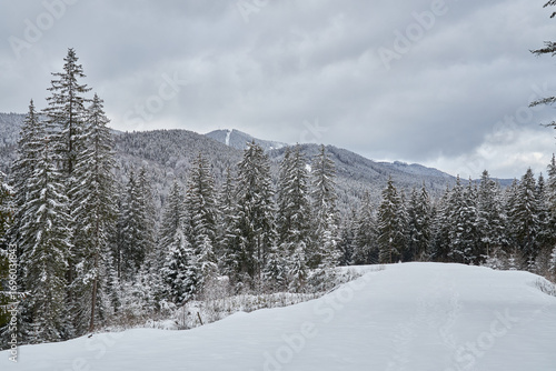 Wallpaper Mural Moody winter landscape with a vast snowy forest. Torontodigital.ca