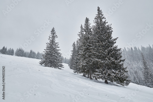 Wallpaper Mural Pristine winter landscape with a vast snowy slope. Torontodigital.ca