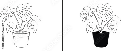 Monstera Plant in Pots: A pair of line art illustrations showcases the beauty of Monstera plants in decorative pots, a minimalist and modern approach to home decor and the essence of natural design.