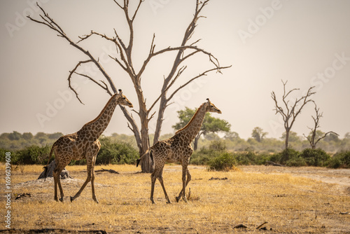 Photography Panoramic landscape with a group of giraffes in Kalahari Desert, Namibia