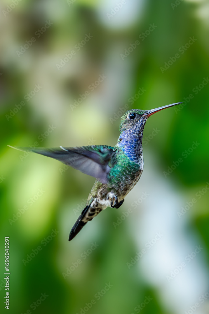 Obraz premium Sparkling violetear (Colibri coruscans) Ecuador
