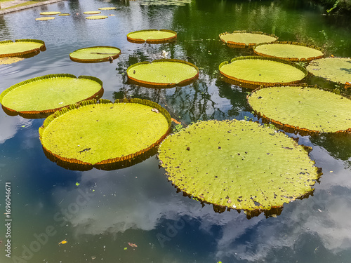 Sky reflection in a pool with plants with large leaves in the Tirta Gangga temple in Bali, Indonesia