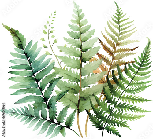 Fern Watercolor Botanical Green Plant Illustration