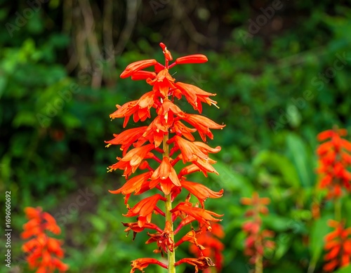 Vibrant orange flower cluster in a lush garden setting