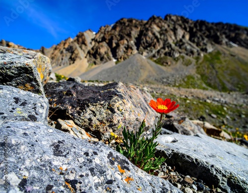 Vibrant orange flower amidst rugged mountain rocks