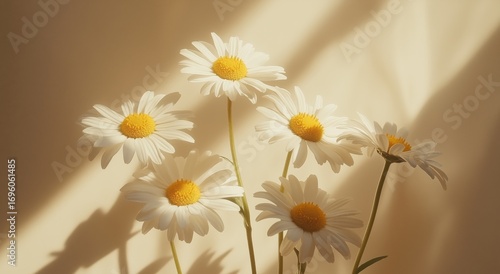 Bright Daisies in Natural Light Against a Soft Background Creating a Serene A...