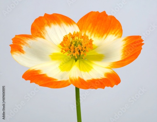 Vibrant orange and white cosmos flower close-up