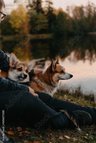 A man is comfortably seated on the green grass with two corgi dogs