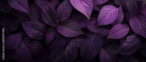 Purple Leaves Covering the Ground Create a Vibrant Natural Tapestry in a Shad...