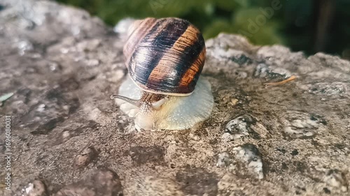 A large snail crawls across an uneven surface. Time-lapse video. B roll