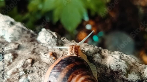 A large snail crawls across an uneven surface. Time-lapse video. B roll