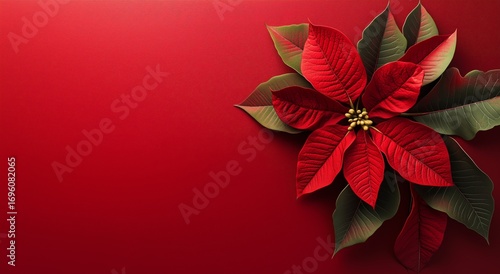 Poinsettia Blooms With Vibrant Red Leaves Against a Solid Red Background.