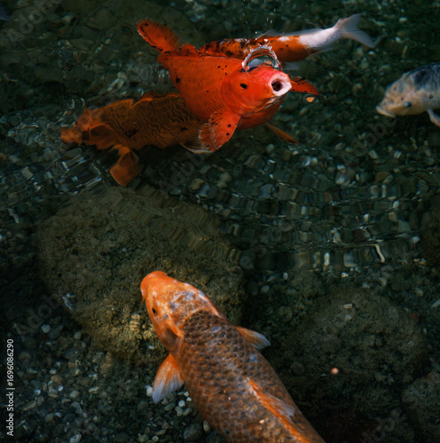 Colorful fish compete to eat the food thrown to them.