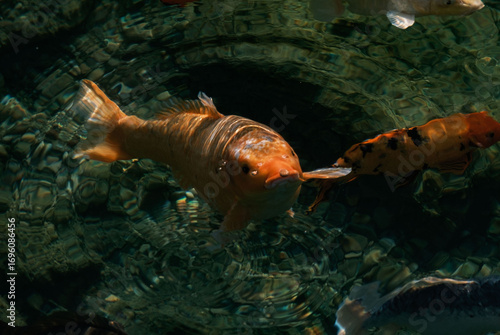 The face of the fish