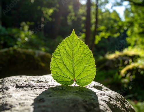 Vibrant green leaf on a rock, sunlit forest backdrop