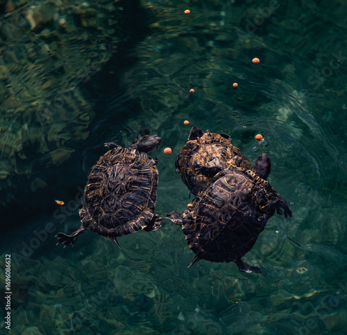 Aquatic turtles compete to eat the food thrown to them.