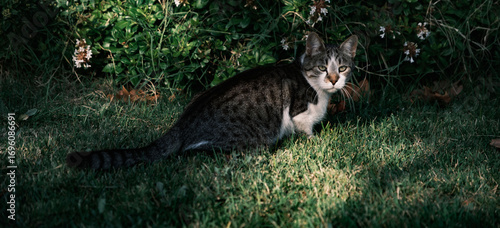 If a cat focused on its prey gets distracted