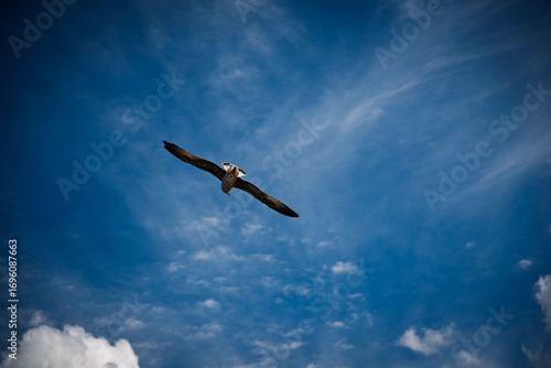 A seagull flying in the blue sky