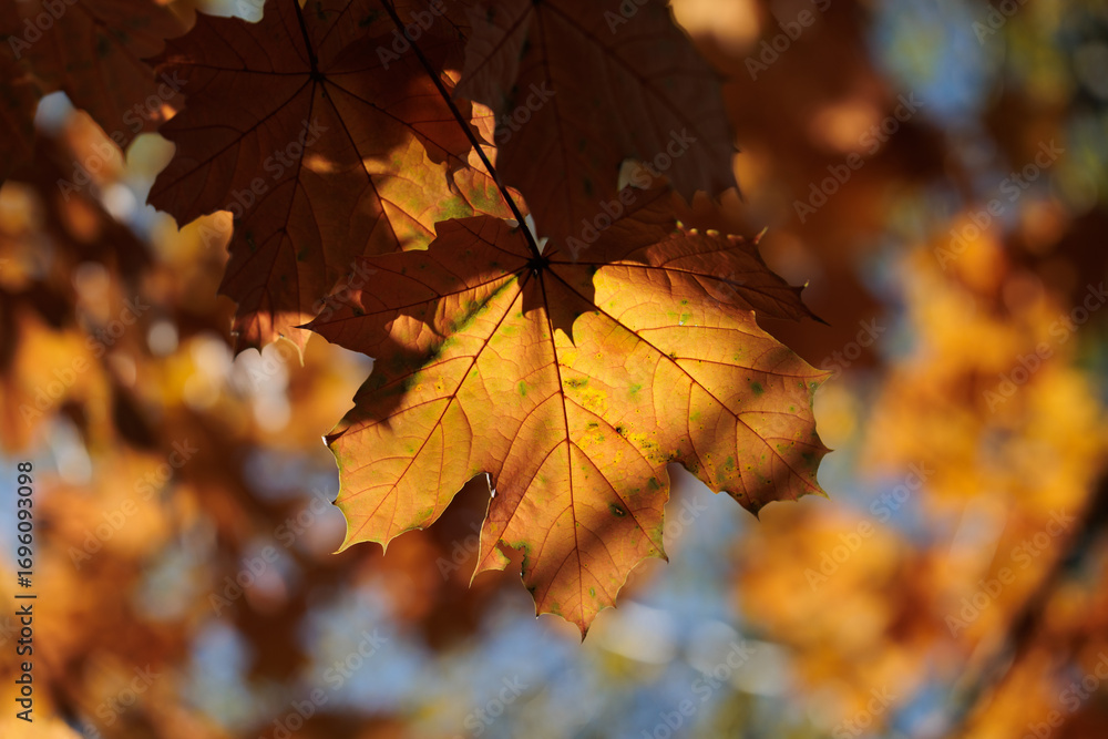Fototapeta premium grandi foglie di acero dai colori autunnali, attaccate ai rami di un albero, di giorno, all'aperto, in autunno