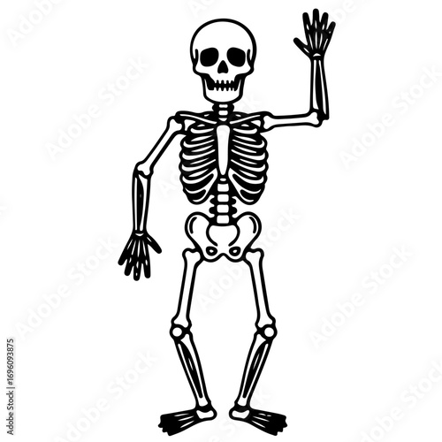 vector illustration of a skeleton svg vector flat