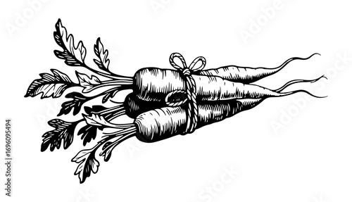 Carrot vector engraving style illustration