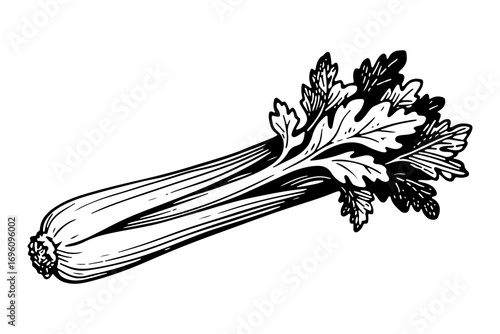 Celery leaf vector engraving style illustration