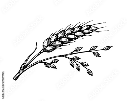 Cereal vector engraving style illustration