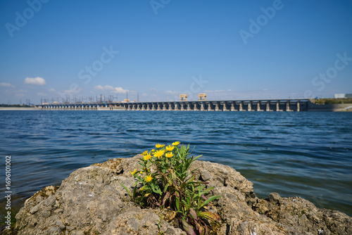 Flower near hydroelectric power station