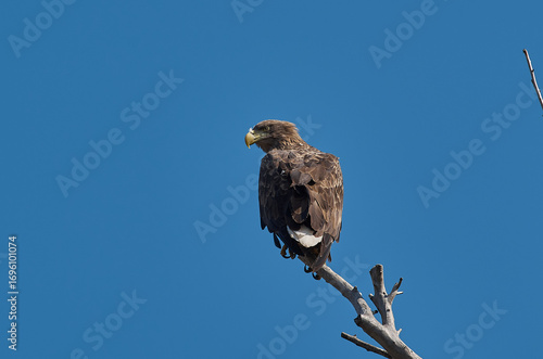 Haliaeetus albicilla