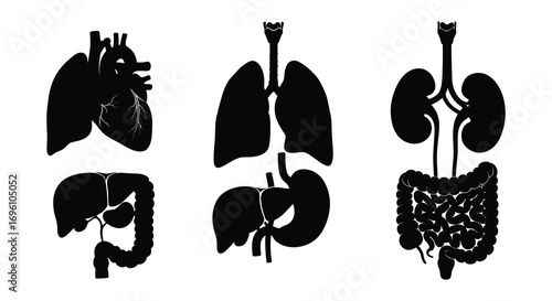 human organs including heart lungs kidneys intestines and brain