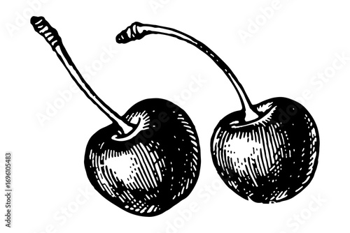 Cherry vector engraving style illustration