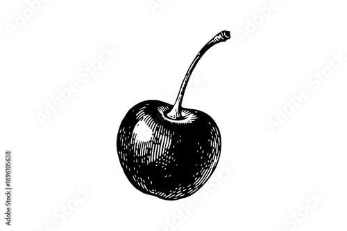 Cherry vector engraving style illustration