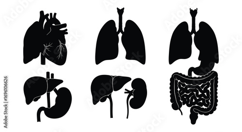 human organs displayed in black silhouettes against white background