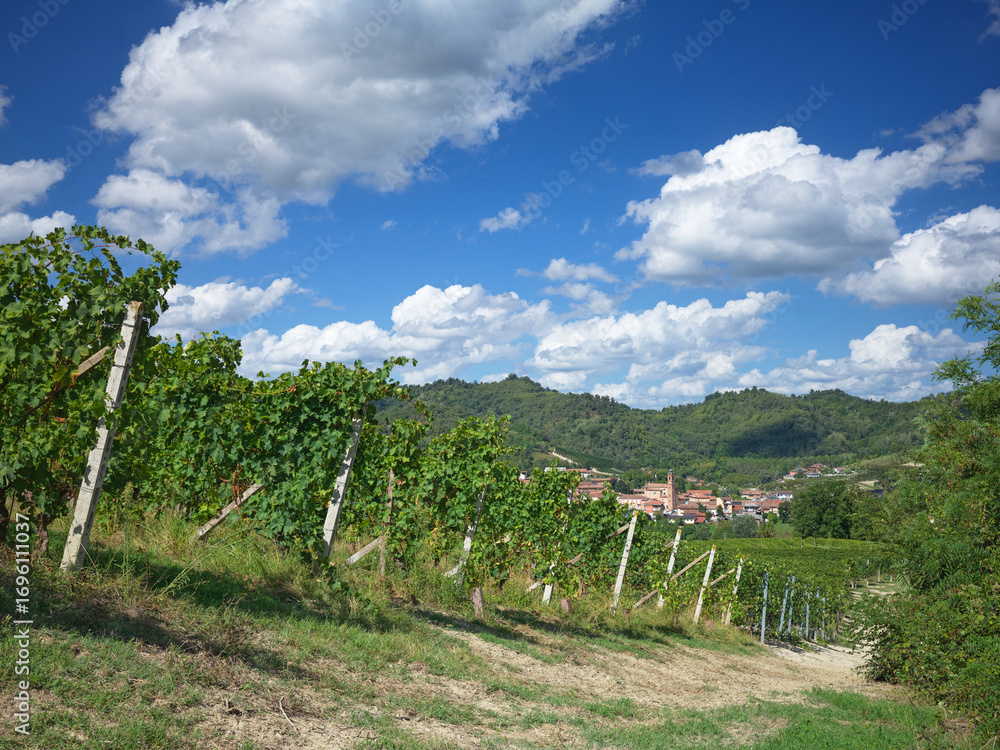 Naklejka premium vineyard in Piedmont Italy with a view of the castle of Monticello d'Alba
